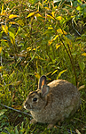 BB 05 0391 / Oryctolagus cuniculus / Kanin <br /> Vincetoxicum rossicum / Russesvalerot